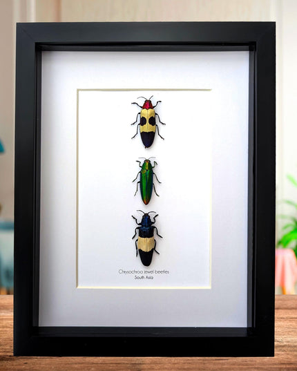 Chrysochroa jewel beetles, ethically sourced taxidermy, framed entomology gift (8x10)