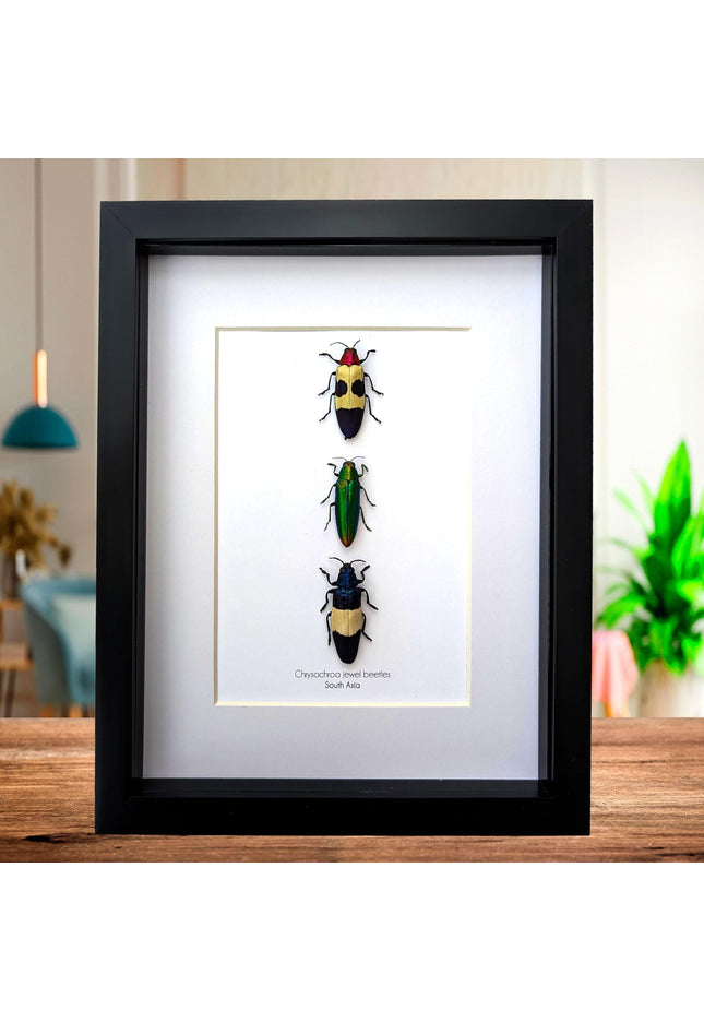 Chrysochroa jewel beetles, ethically sourced taxidermy, framed entomology gift (8x10)