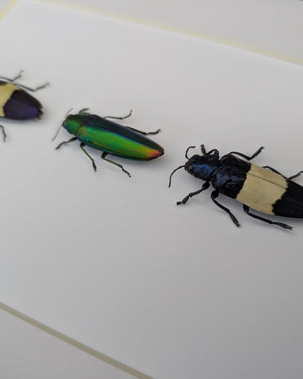 Chrysochroa jewel beetles, ethically sourced taxidermy, framed entomology gift (8x10)