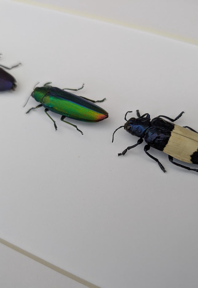 Chrysochroa jewel beetles, ethically sourced taxidermy, framed entomology gift (8x10)