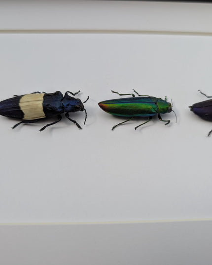 Chrysochroa jewel beetles, ethically sourced taxidermy, framed entomology gift (8x10)