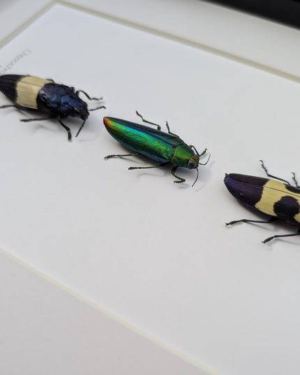 Chrysochroa jewel beetles, ethically sourced taxidermy, framed entomology gift (8x10)
