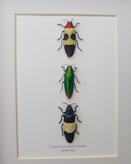Chrysochroa jewel beetles, ethically sourced taxidermy, framed entomology gift (8x10)