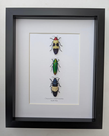Chrysochroa jewel beetles, ethically sourced taxidermy, framed entomology gift (8x10)