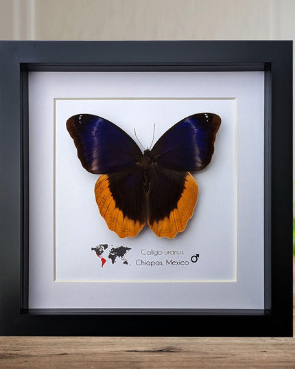 Framed caligo uranus butterfly: gold-edged owl, 8"x8" display
