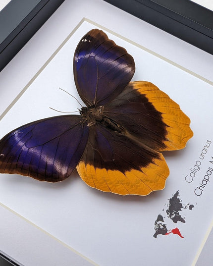 Framed caligo uranus butterfly: gold-edged owl, 8"x8" display