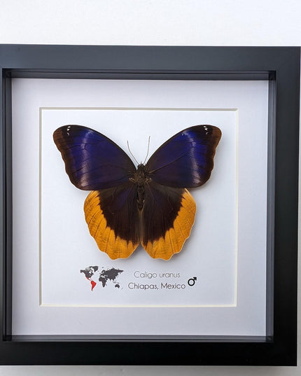Framed caligo uranus butterfly: gold-edged owl, 8"x8" display