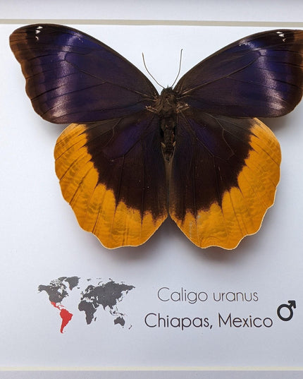 Framed caligo uranus butterfly: gold-edged owl, 8"x8" display