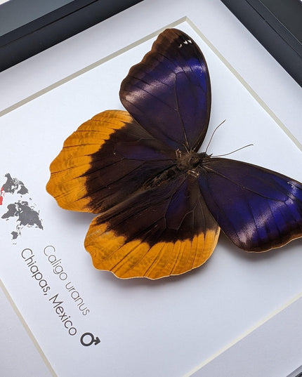 Framed caligo uranus butterfly: gold-edged owl, 8"x8" display