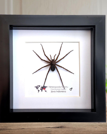 Framed huntsman spider specimen: Heteropoda homstu (6" x 6")
