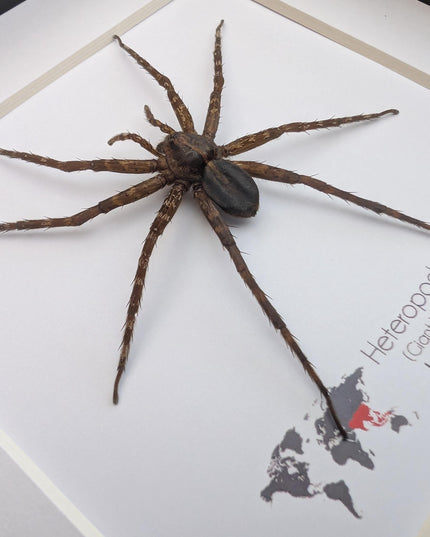 Framed huntsman spider specimen: Heteropoda homstu (6" x 6")
