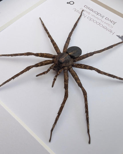 Framed huntsman spider specimen: Heteropoda homstu (6" x 6")