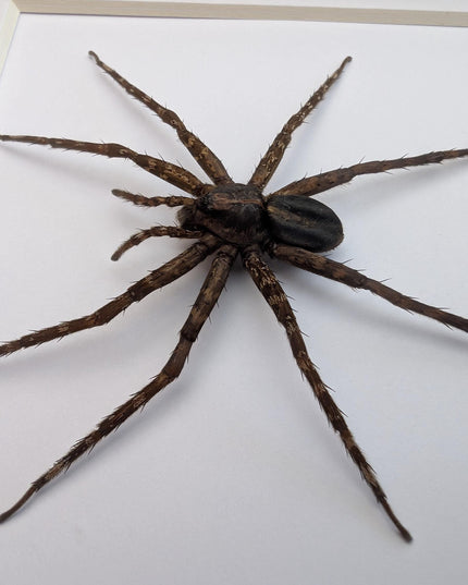 Framed huntsman spider specimen: Heteropoda homstu (6" x 6")