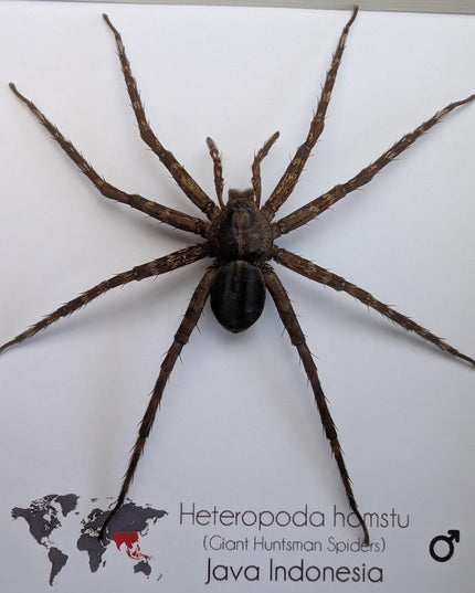 Framed huntsman spider specimen: Heteropoda homstu (6" x 6")
