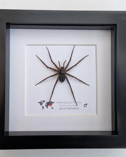 Framed huntsman spider specimen: Heteropoda homstu (6" x 6")