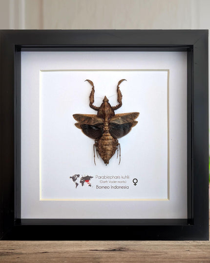 Framed Parablepharis kuhlii, leaf-mimicking praying mantis, ethically sourced entomology, 8x8