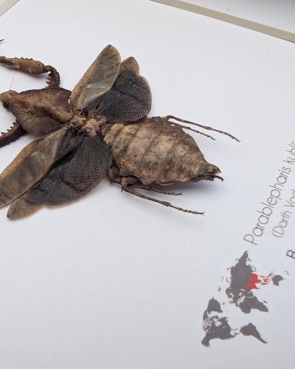 Framed Parablepharis kuhlii, leaf-mimicking praying mantis, ethically sourced entomology, 8x8