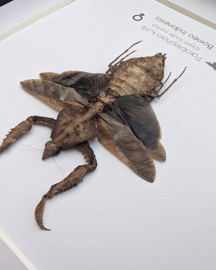 Framed Parablepharis kuhlii, leaf-mimicking praying mantis, ethically sourced entomology, 8x8