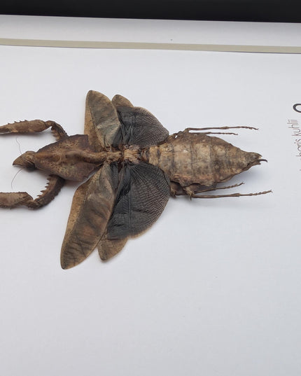 Framed Parablepharis kuhlii, leaf-mimicking praying mantis, ethically sourced entomology, 8x8