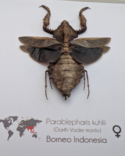 Framed Parablepharis kuhlii, leaf-mimicking praying mantis, ethically sourced entomology, 8x8