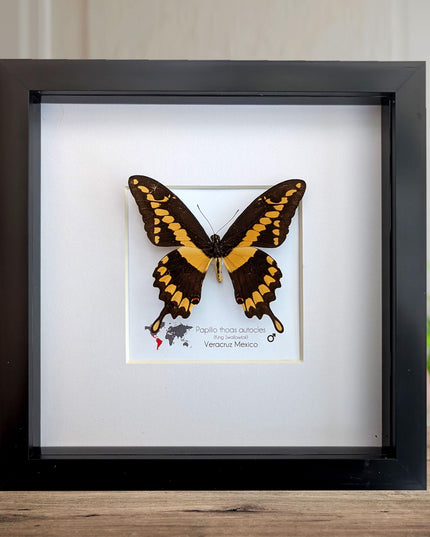 Framed Papilio thoas autocles King Swallowtail Taxidermy Butterfly, Entomology 8*x8*