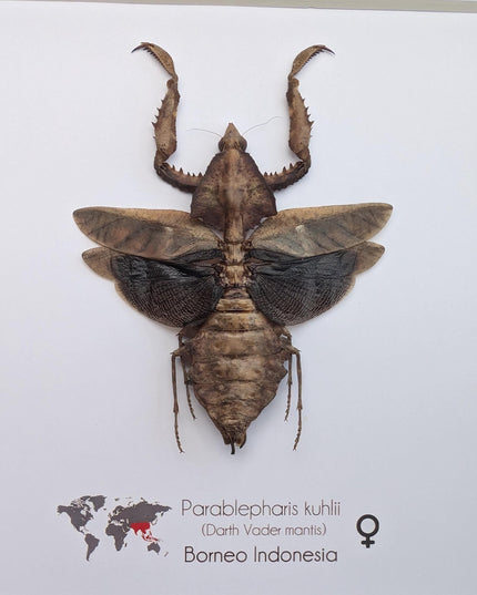 Framed Parablepharis kuhlii, leaf-mimicking praying mantis, ethically sourced entomology, 8x8