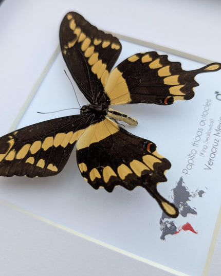 Framed Papilio thoas autocles King Swallowtail Taxidermy Butterfly, Entomology 8*x8*