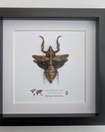 Framed Parablepharis kuhlii, leaf-mimicking praying mantis, ethically sourced entomology, 8x8