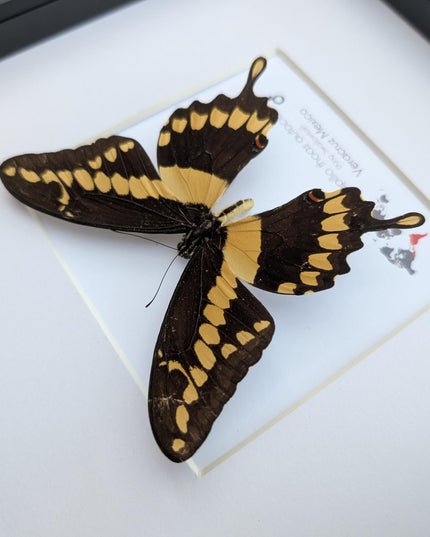 Framed Papilio thoas autocles King Swallowtail Taxidermy Butterfly, Entomology 8*x8*
