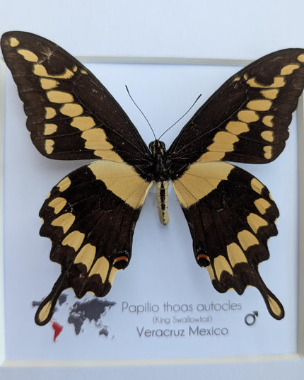Framed Papilio thoas autocles King Swallowtail Taxidermy Butterfly, Entomology 8*x8*