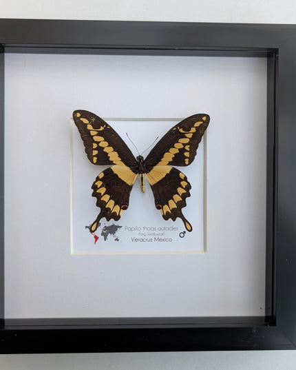 Framed Papilio thoas autocles King Swallowtail Taxidermy Butterfly, Entomology 8*x8*