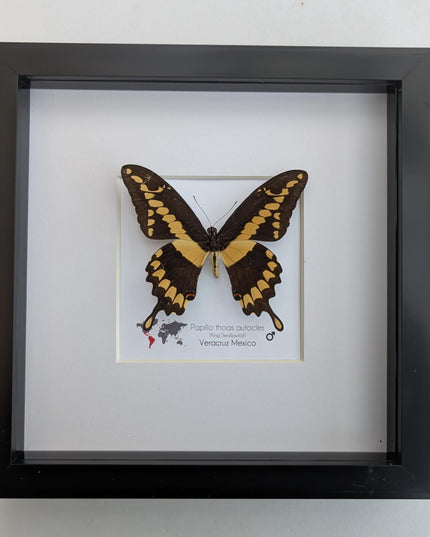 Framed Papilio thoas autocles King Swallowtail Taxidermy Butterfly, Entomology 8*x8*