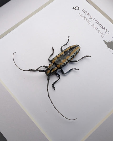 Deliathis buqueti  longhorn beetle, taxidermy bug, entomology present, beetle collection, nature art, natural history, ethically sourced