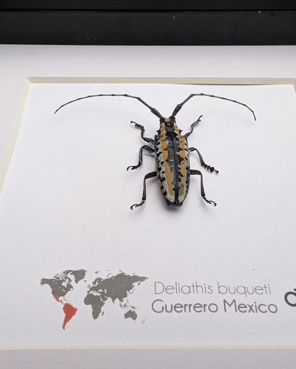 Deliathis buqueti  longhorn beetle, taxidermy bug, entomology present, beetle collection, nature art, natural history, ethically sourced