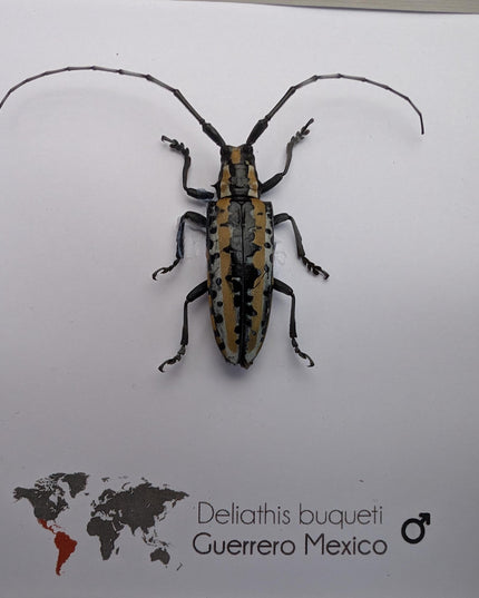 Deliathis buqueti  longhorn beetle, taxidermy bug, entomology present, beetle collection, nature art, natural history, ethically sourced