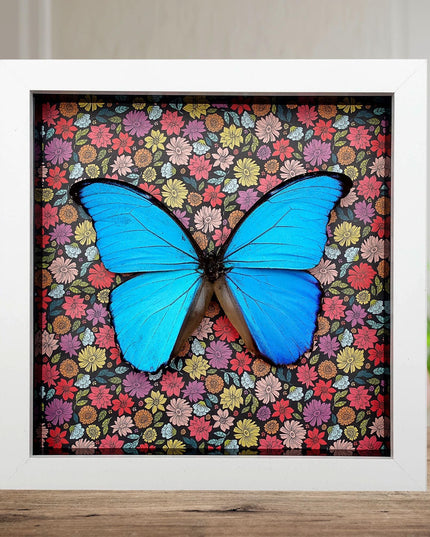 Framed Giant Blue Morpho Butterfly, Taxidermy Nature Art