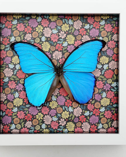 Framed Giant Blue Morpho Butterfly, Taxidermy Nature Art