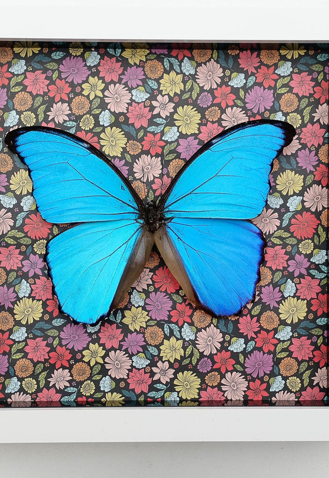 Framed Giant Blue Morpho Butterfly, Taxidermy Nature Art