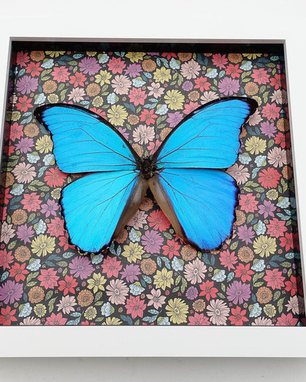 Framed Giant Blue Morpho Butterfly, Taxidermy Nature Art