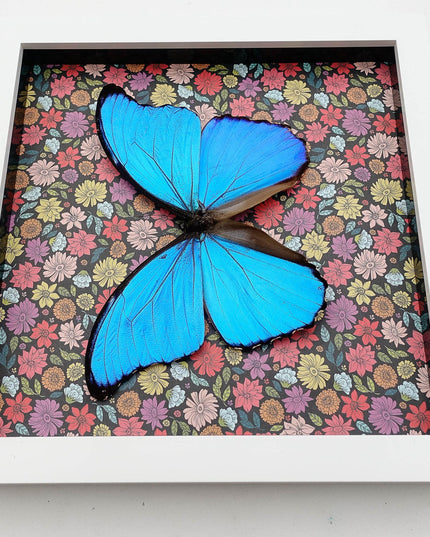 Framed Giant Blue Morpho Butterfly, Taxidermy Nature Art