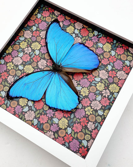 Framed Giant Blue Morpho Butterfly, Taxidermy Nature Art