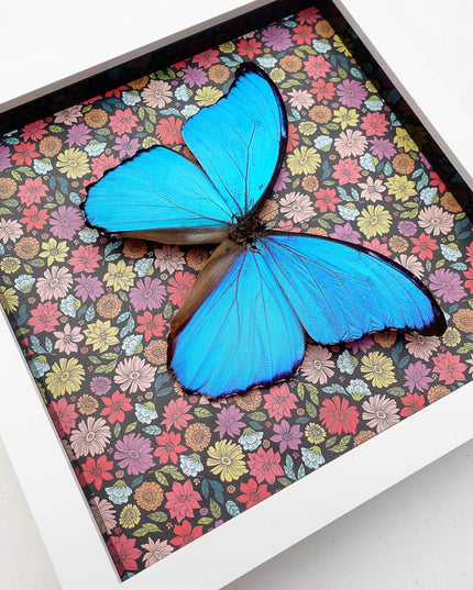 Framed Giant Blue Morpho Butterfly, Taxidermy Nature Art