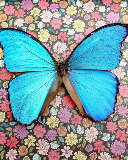 Framed Giant Blue Morpho Butterfly, Taxidermy Nature Art