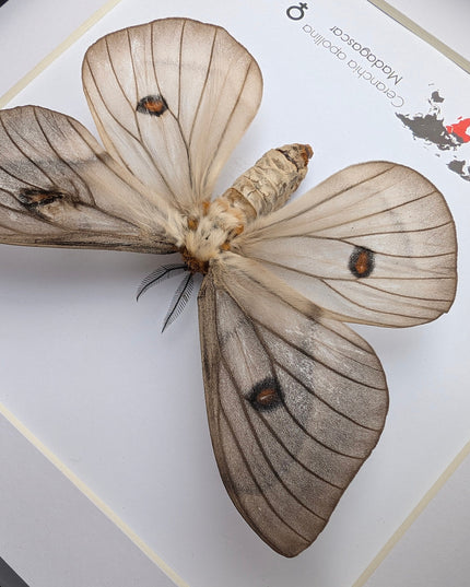 Framed Ghostly Silk Moth: Ceranchia Apollina Female, Madagascar, 8x8