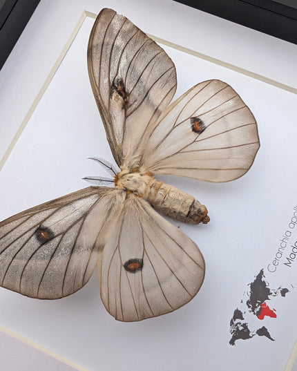 Framed Ghostly Silk Moth: Ceranchia Apollina Female, Madagascar, 8x8