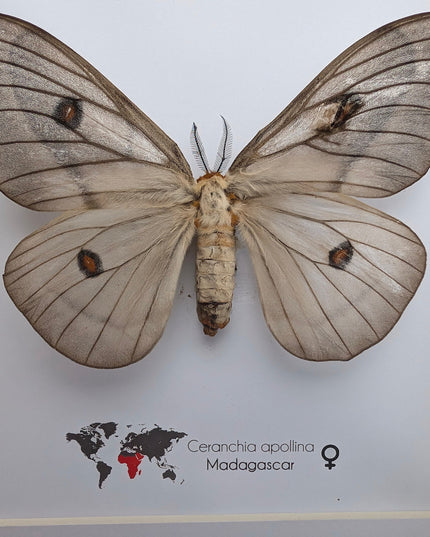 Framed Ghostly Silk Moth: Ceranchia Apollina Female, Madagascar, 8x8