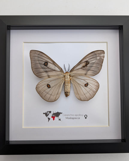 Framed Ghostly Silk Moth: Ceranchia Apollina Female, Madagascar, 8x8