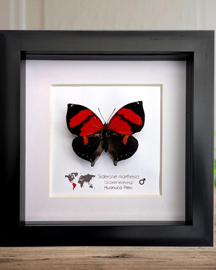 Framed scarlet leafwing butterfly: siderone marthesia, peru (6x6)