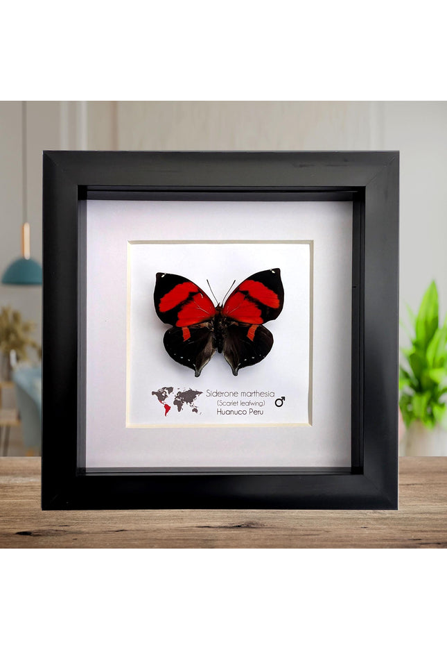 Framed scarlet leafwing butterfly: siderone marthesia, peru (6x6)