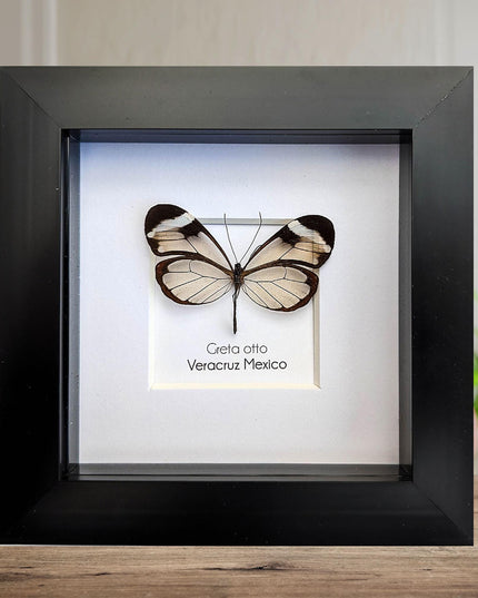 Framed Glasswing Butterfly, Ethically Sourced Entomology Wall Art